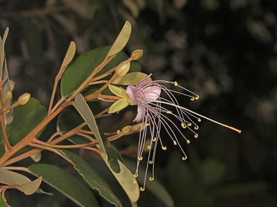 Jamaican Caper
