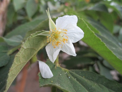 Jamaican cherry