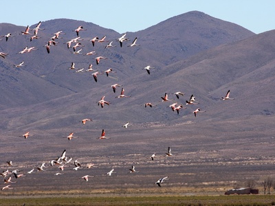 James's Flamingo