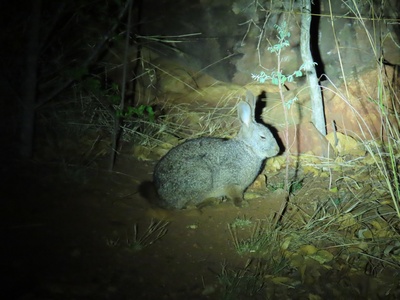 Jameson's Red Rock Hare