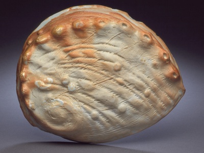 Japanese abalone