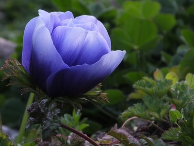 Japanese anemone