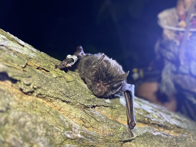 Japanese Barbastelle