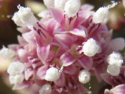 Japanese butterbur