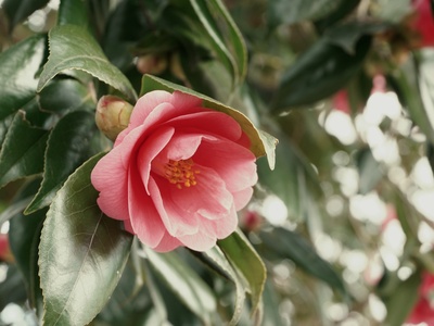 Japanese camellia
