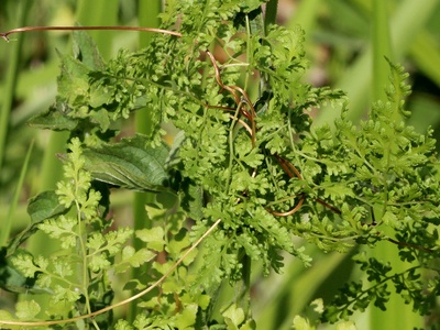 Japanese climbing fern (invasive)