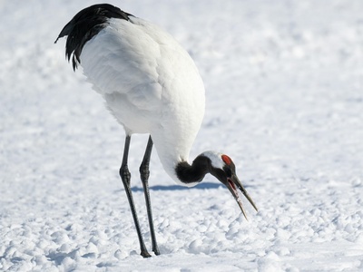 Japanese crane
