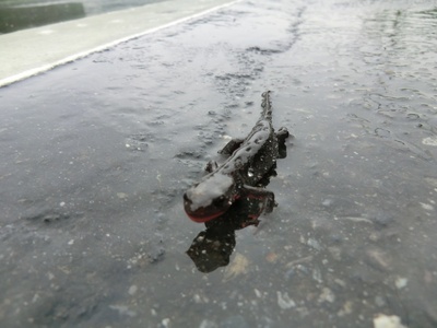 Japanese fire-bellied newt