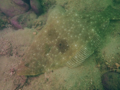 Japanese flounder