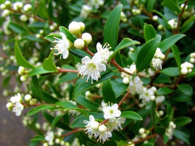 Japanese holly