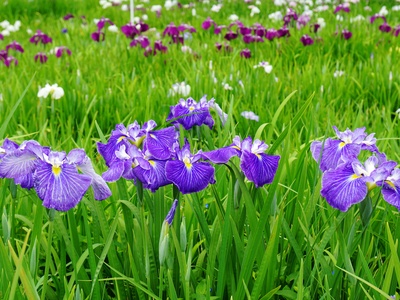 Japanese iris