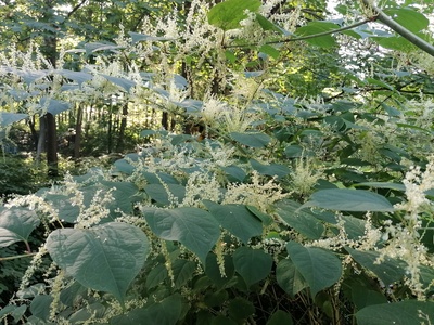 Japanese Knotweed
