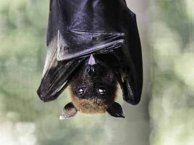 Japanese Large-footed Bat