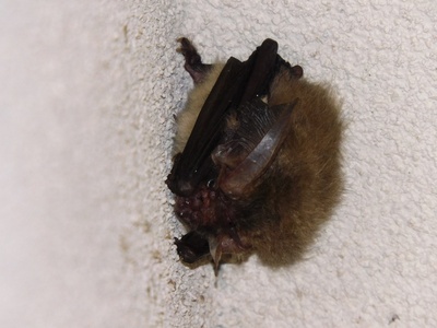 Japanese Long-eared Bat