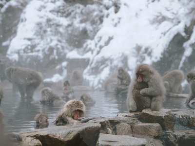 Japanese Macaque