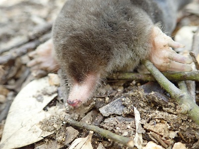 Japanese Mole