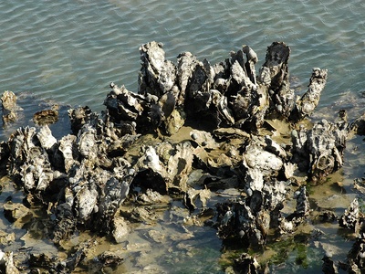 Japanese Oyster
