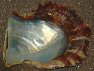 Japanese pearl oyster
