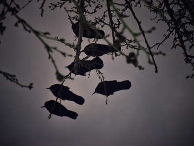 Japanese Pipistrelle