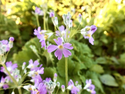 Japanese primrose