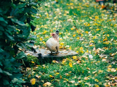 Japanese quail