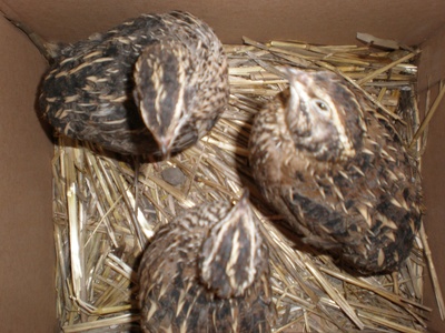 Japanese Quail