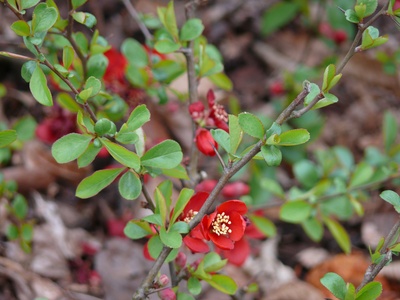 Japanese quince