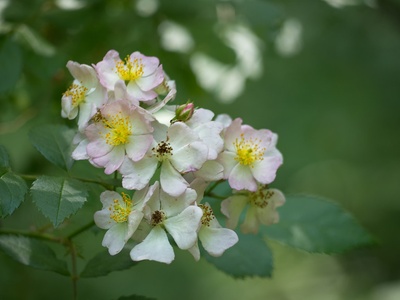 Japanese rose