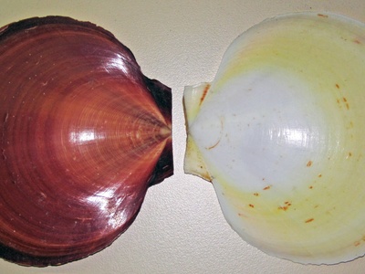 Japanese scallop