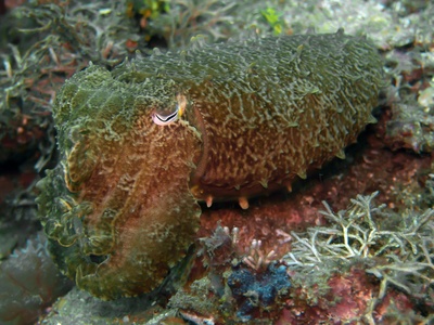 Japanese sea cucumber
