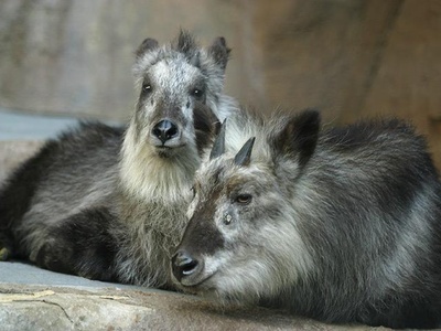 Japanese serow