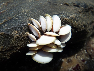 Japanese Slipper Limpet