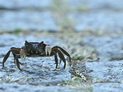 Japanese spider crab