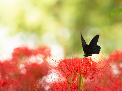Japanese spider lily