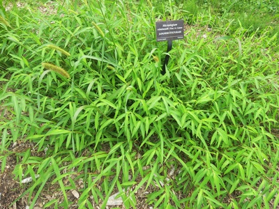 Japanese stiltgrass