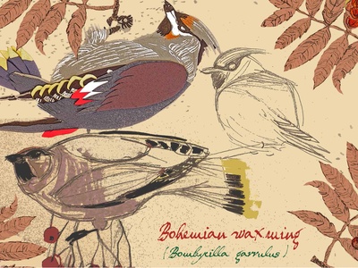 Japanese waxwing