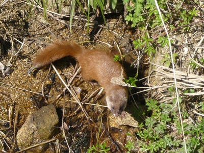 Japanese Weasel