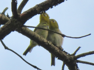 Japanese White-eye