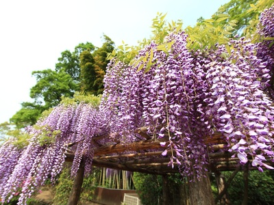 Japanese wisteria