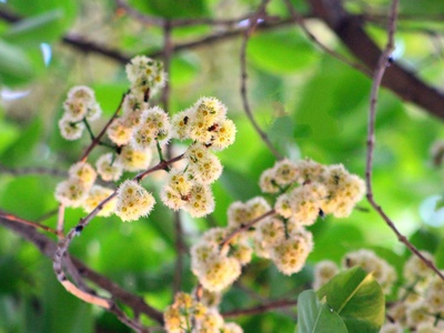 Java plum