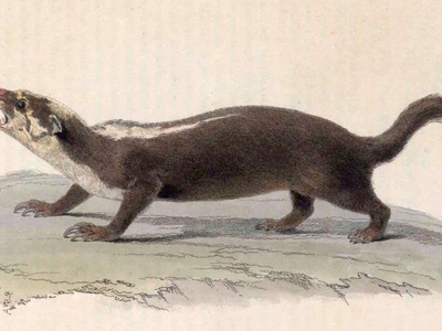Javan Ferret-badger