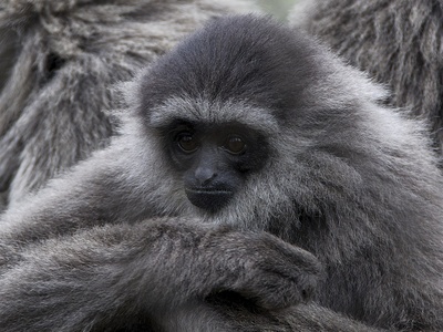 Javan Gibbon
