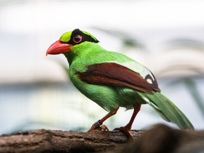 Javan green magpie