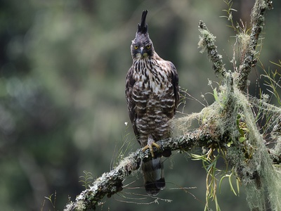 Javan hawk-eagle