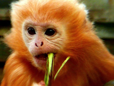 Javan Langur