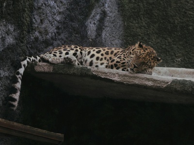 Javan leopard (subsp.)