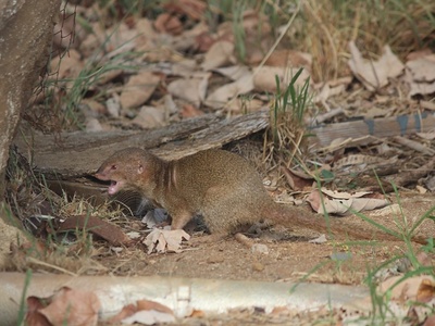 Javan Mongoose