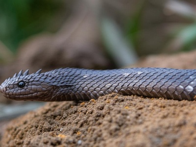 Javan Mudsnake