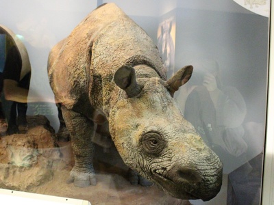 Javan rhino