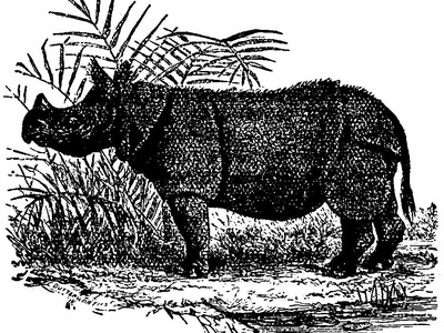 Javan rhinoceros